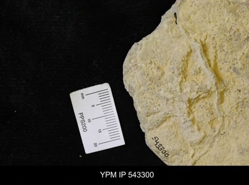 Asteriacites sp.