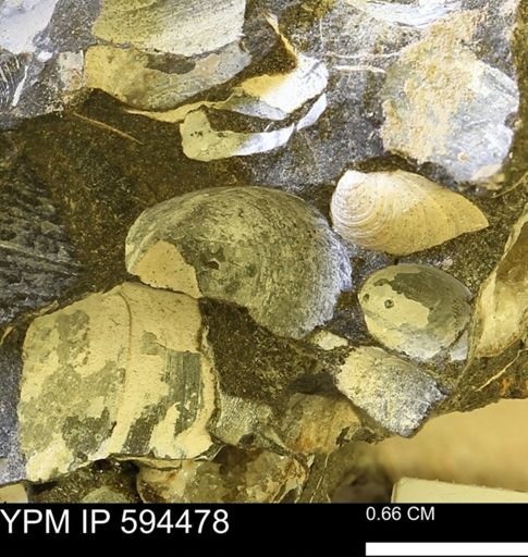 Protocardia sp.