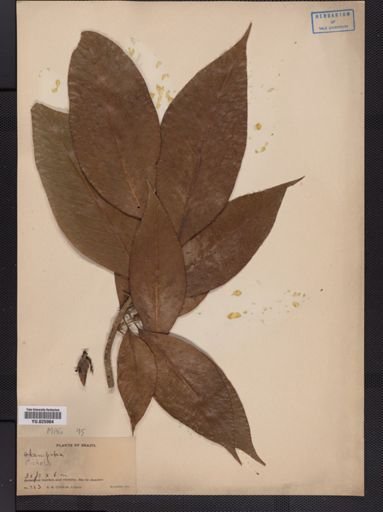 Magnolia
