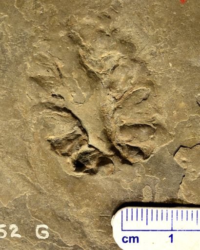 Barinophyton sp.