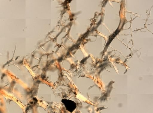 Callyspongia plicifera