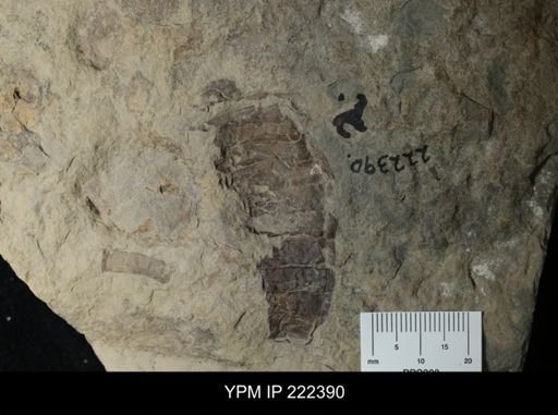 Eurypterus remipes