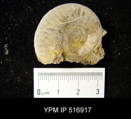 Xenoceltites youngi