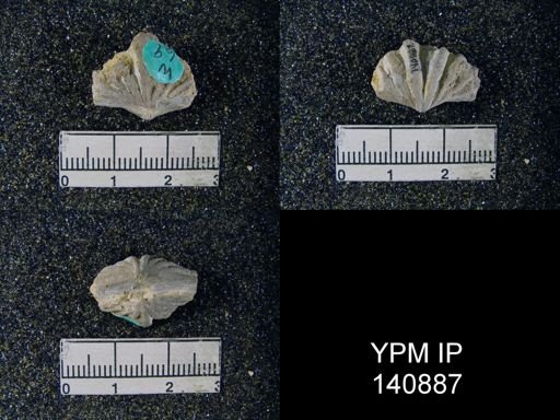 Spiriferina (Punctospirifer) cristata