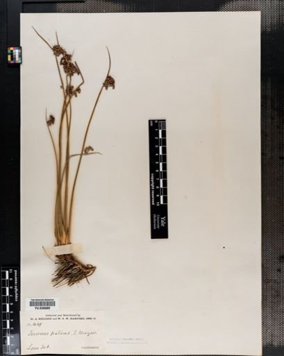 Juncus