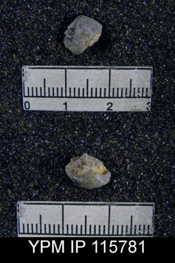Orthotichia kozlowskii