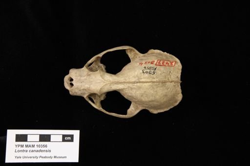 Lontra canadensis