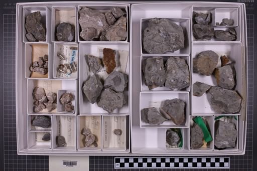 mixed taxa, stratigraphic collection