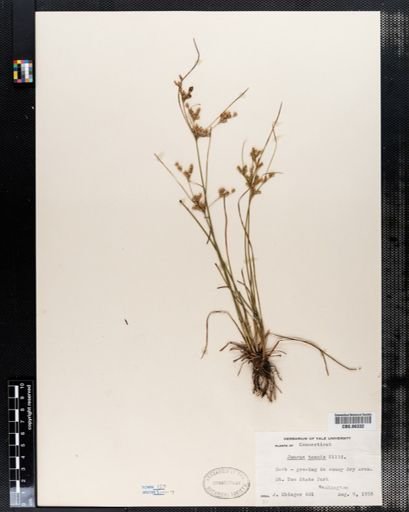 Juncus tenuis