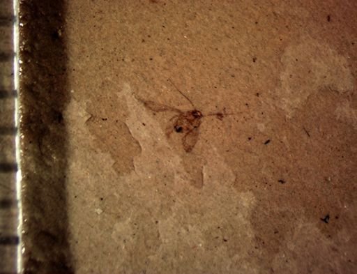undet. Psocoptera