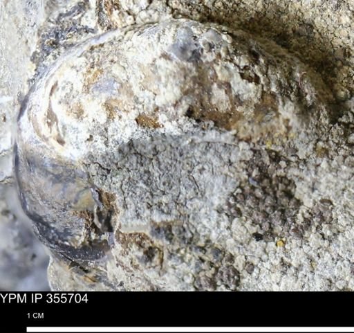 undet. Scaphitidae
