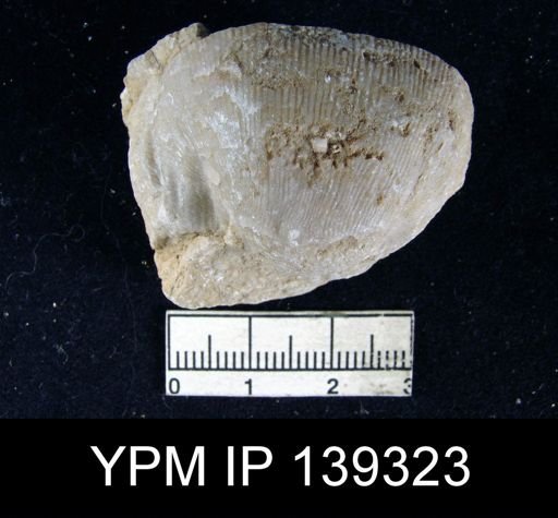 Productus (Linoproductus) lineatus