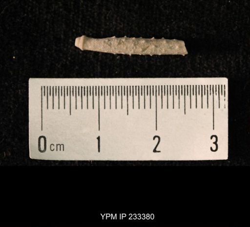 Archaeocidaris sp.