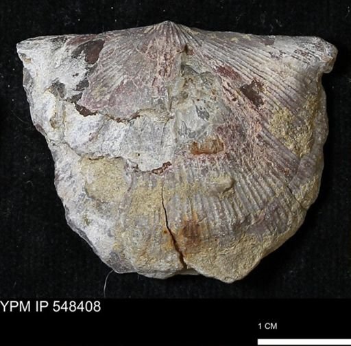 Stropheodonta callawayensis