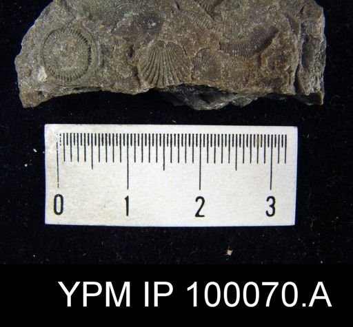 Camarotoechia glomerosa