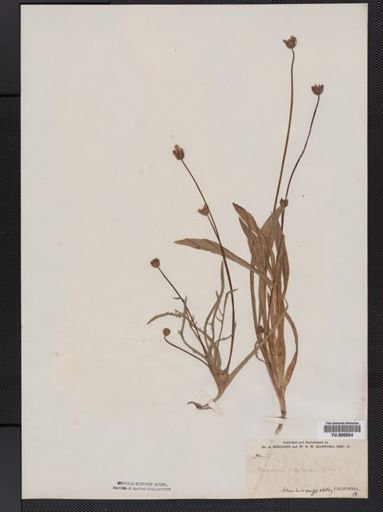 Agoseris