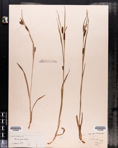 Carex granularis