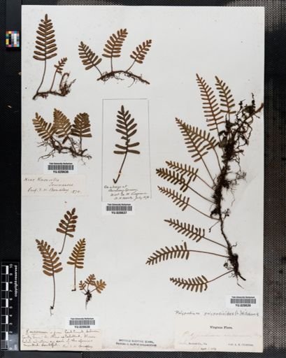 Polypodium polypodioides
