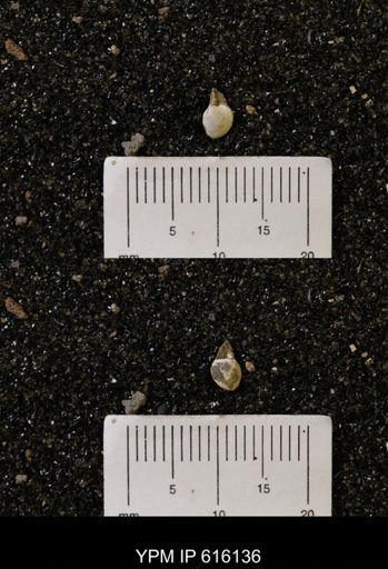 Protocardia subquadrata