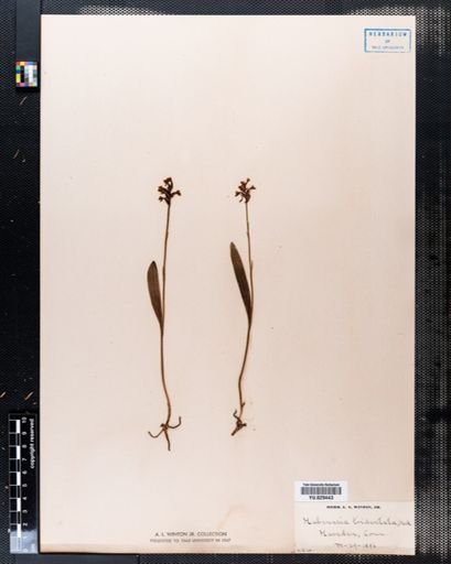 Habenaria tridentata