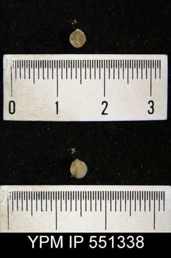 Atrypa reticularis