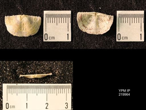 Chonetes sp.