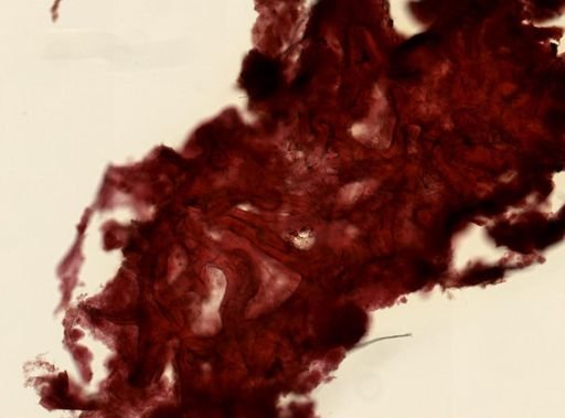 Clathria juniperina