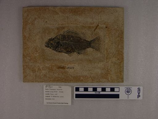 Priscacara oxyprion