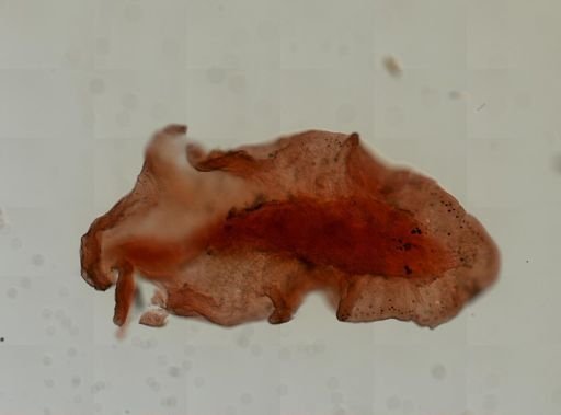 Stylochus ellipticus