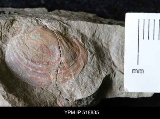 undet. Bivalvia