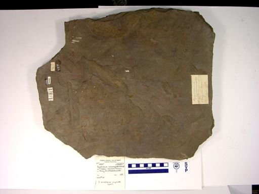 Apatichnus circumagens