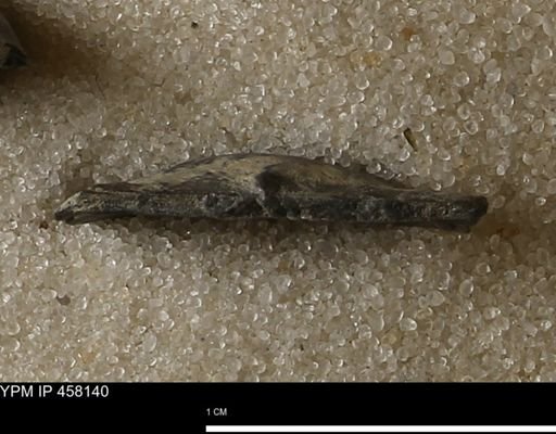 Pholidostrophia iowaensis