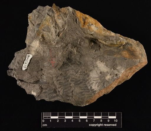 Sphenopteris sp.