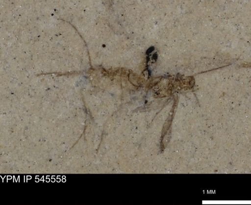 undet. Insecta