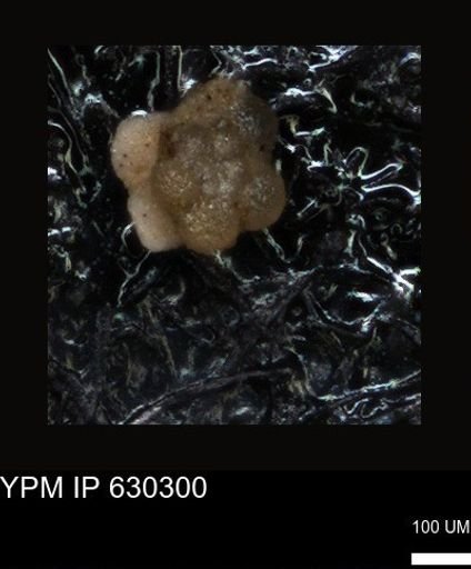 undet. Foraminiferida