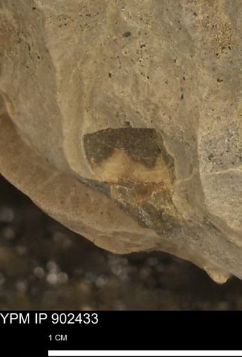 undet. Mollusca