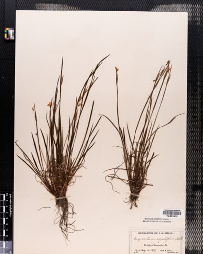 Sisyrinchium angustifolium