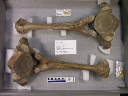 Mammut americanum