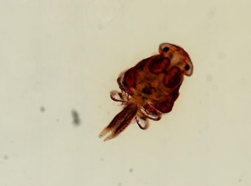 Argulus