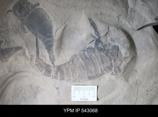 Eurypterus remipes remipes