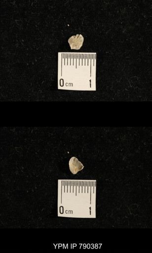undet. Brachiopoda