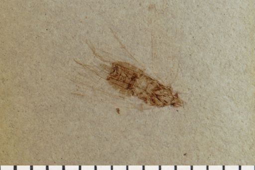 Auchenorrhyncha