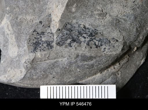 undet. Eurypterida
