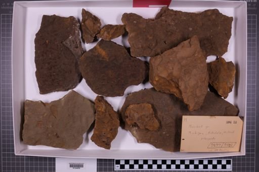 mixed taxa, stratigraphic collection