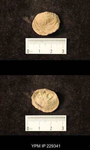 Derbya crassa texana