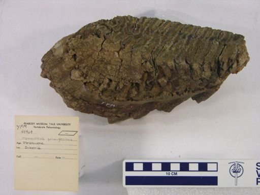 Mammuthus sp.