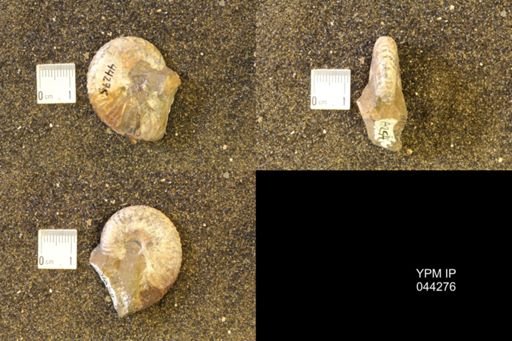 Hoploscaphites comprimus