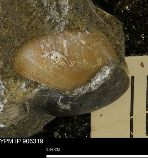 Limopsis striatopunctatus