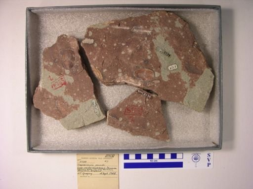 Traquairaspis pococki