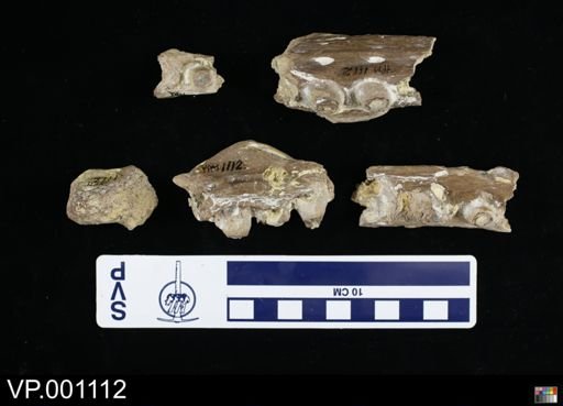 Platecarpus tympaniticus
